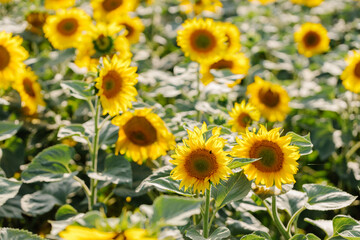 Fototapeta premium Close-up of sunflowers in a sunny field with a summer backdrop