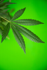 Marijuana plant with medical cannabis, cbd