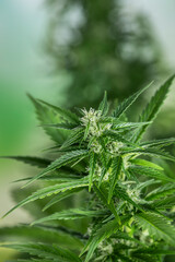 Marijuana plant with medical cannabis, cbd