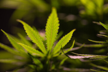 Close up view of green marijuana plant