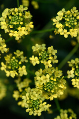 Yellow flowers. Barbarea vulgaris. Yellow flowers in the field.