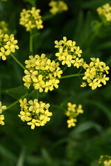 Yellow flowers. Barbarea vulgaris. Yellow flowers in the field.