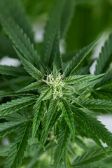 Green cannabis flowers, Weed medicine leaf, Marijuana
