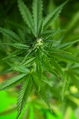 Cannabis leaf and marijuana plant. medical marijuana cannabis