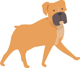 Muscular short haired boxer dog is walking toward you