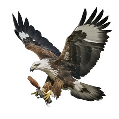 Obraz premium Harpy Eagle Flying catching a pray with white background