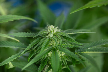 Cannabis leaf and marijuana plant. medical marijuana cannabis