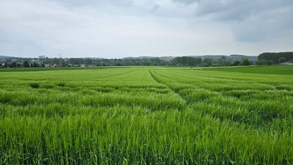 Landschaft zwischen Bammental und Mauer