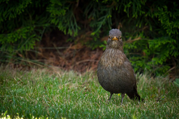 blackbird female on the green lawn at a summer day is looking at camera