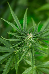 Weed medicine leaf, Grow indica flowering, Cannabis plant, Marijuana