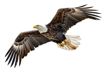 Obraz premium Stunning bald eagle in flight with wings spread wide, showcasing impressive feathers and majestic presence. A symbol of freedom and strength.
