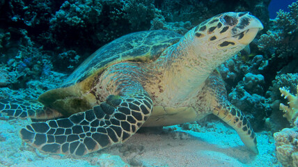 Obraz premium Scuba Diving in Redsea Egypt - Marine life