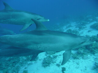 Scuba Diving in Redsea Egypt - Marine life