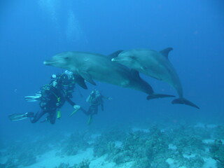 Scuba Diving in Redsea Egypt - Marine life