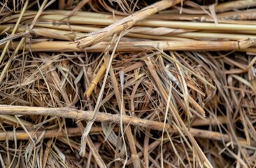 Dried Bamboo Stems Bundle