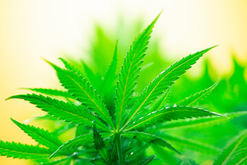 Cannabis leaf and marijuana plant. medical marijuana cannabis