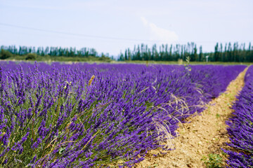 Fototapeta premium Beautiful lavender field in Provence, France 