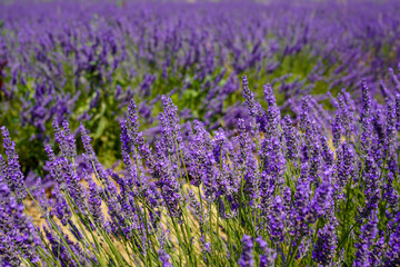 Obraz premium Beautiful lavender field in Provence, France 
