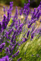 Lavender field in Provence, France. Close-up of bee pollen from lavender flowers
