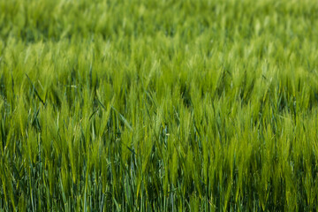 The green young grain in the field is not yet ripe for harvest