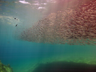 Scuba Diving in Redsea Egypt - Marine life