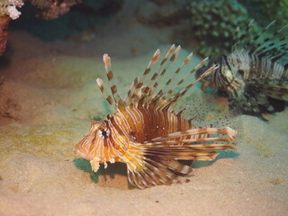 Scuba Diving in Redsea Egypt - Marine life