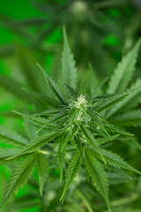 Cannabis leaf and marijuana plant. medical marijuana cannabis