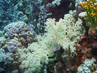 Scuba Diving in Redsea Egypt - Marine life