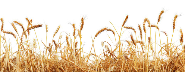Golden wheat stalks in a field border against, cut out - stock png.