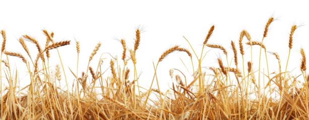 Golden wheat stalks in a field border against, cut out - stock png.