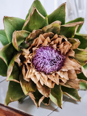 Artichoke Flower