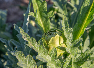 Raw Green Organic Artichokes in sunny field