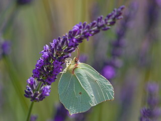 Butterfly Gonepteryx rhamni aka Common Brimstone feeding on blooming levander flower.