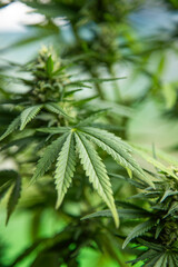 Marijuana plant with medical cannabis, cbd