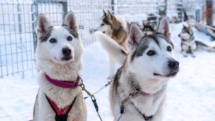 sled dogs in snow