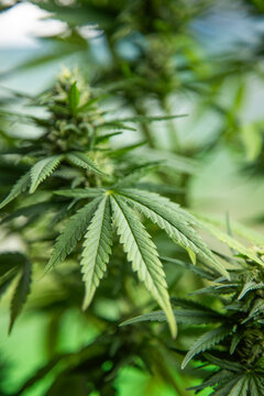 Marijuana plant with medical cannabis, cbd