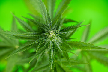 Marijuana plant with medical cannabis, cbd