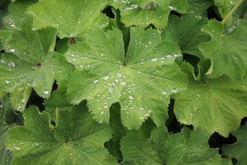 Closeup of a bed of Lady's Mantle foliage covered in rain drops, North Yorkshire England
