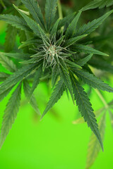 Cannabis leaf and marijuana plant. medical marijuana cannabis