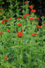 Closeup of a bed of Maltese Cross plants, North Yorkshire England
