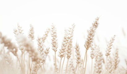 Fototapeta premium Golden Field of Tall Wheat