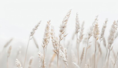 Fototapeta premium Soft Focus Blurred Wheat Field