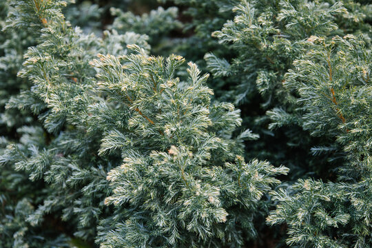 Bright whitish green blue needles of Juniperus squamata. Himalayan juniper for decorates garden. Interesting nature concept for background design. Coniferous shrub in the cypress family Cupressaceae