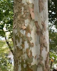 Textured tree trunk in the forest of park, Mary Ellen Kramer Great Falls Park, City Of Paterson, New jersey, USA
