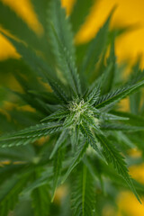 Green cannabis flowers, Weed medicine leaf, Marijuana