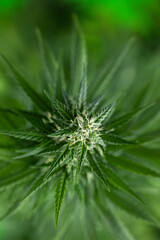 Weed medicine leaf, Grow indica flowering, Cannabis plant, Marijuana