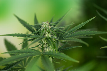 Cannabis leaves, green background, close up, marijuana