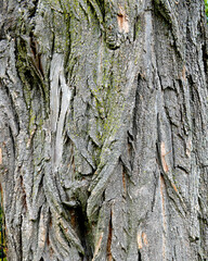 Textured bark of a tree in park, Mary Ellen Kramer Great Falls Park, City Of Paterson, New jersey, USA