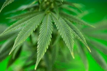 Weed medicine leaf, Grow indica flowering, Cannabis plant, Marijuana