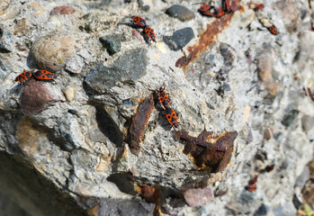 There are many beetles of red firefighters sitting on a gray concrete stone.